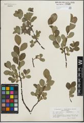 Foto von Salix glauca L. x Salix myrsinites L.